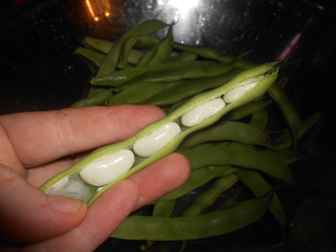 My favorite Green Shelling Bean "Haricot Tarbais"